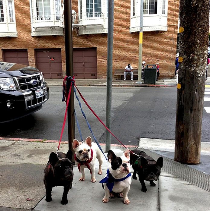 Little Dogs