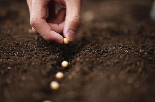 seeds