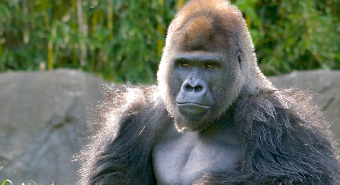 Big_Male_Gorilla