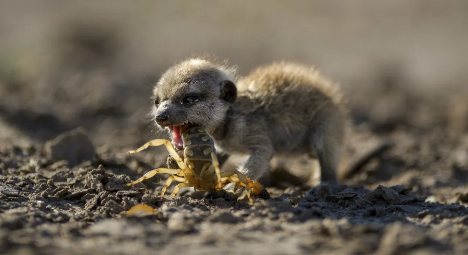Meerkat