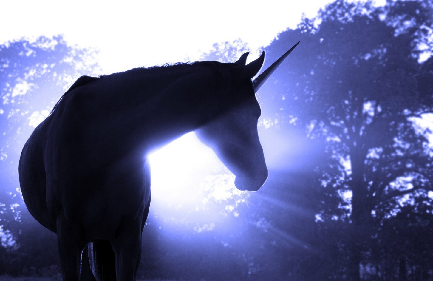 unicorn