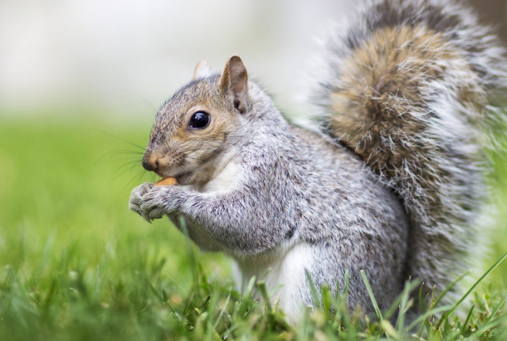 squirrel