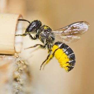 Opteran