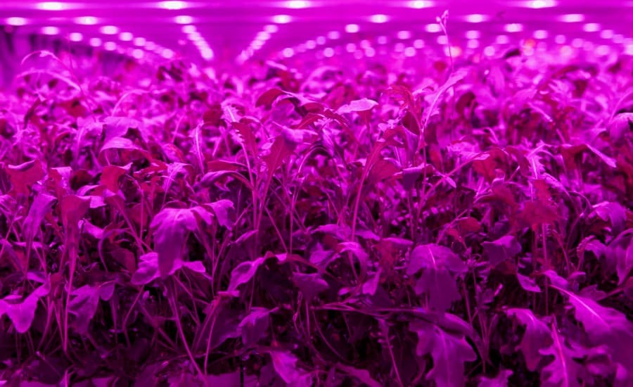 Light Science Technologies