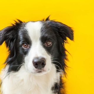 PetsApp funding