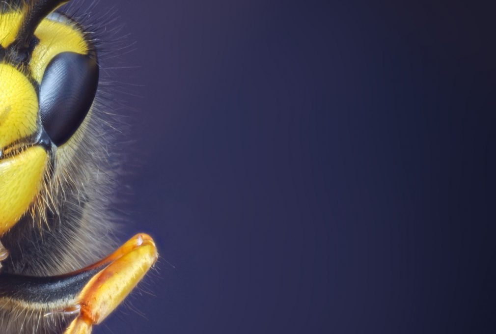 Opteran