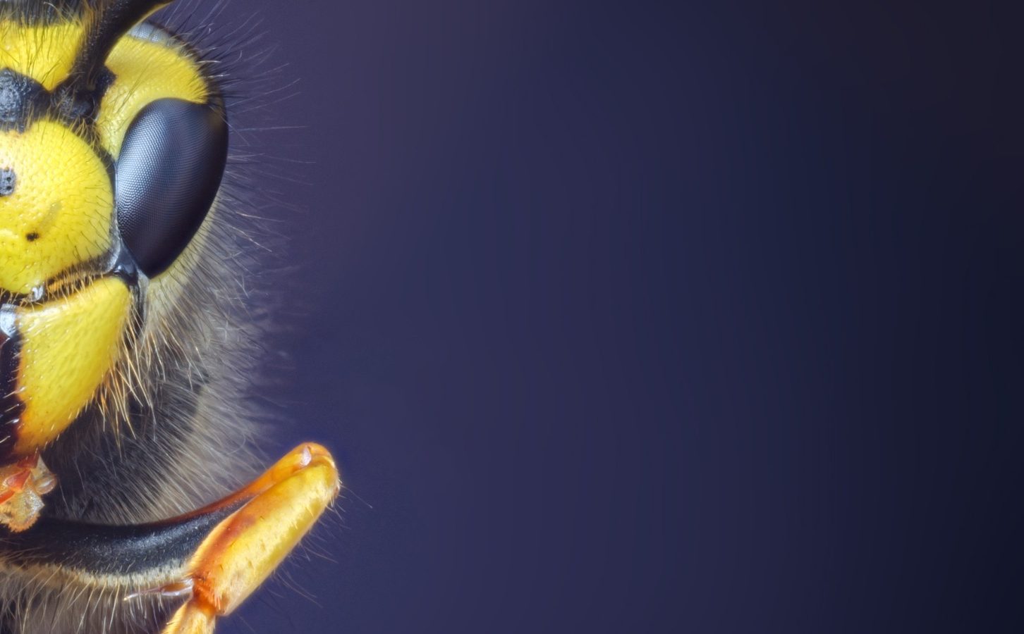 Opteran