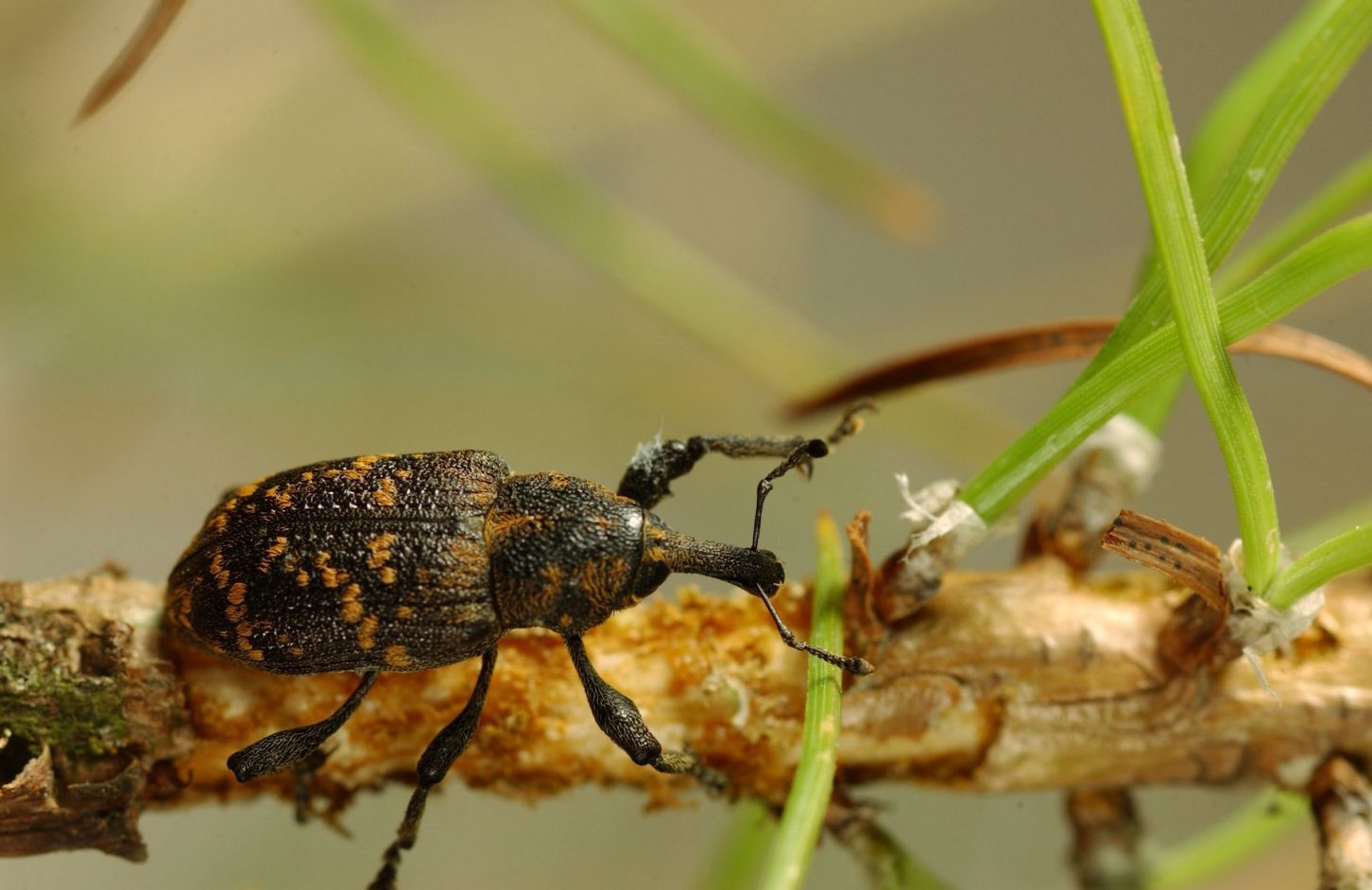 Pine weevils