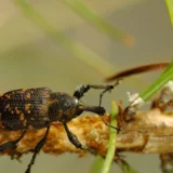 Pine weevils
