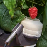 Berry-picking robot from Fieldwork Robotics
