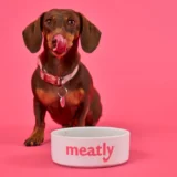 Meatly lab-grown pet food