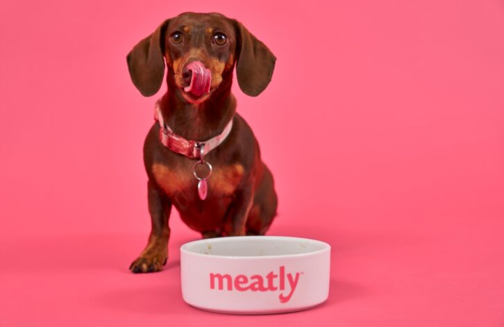 Meatly lab-grown pet food