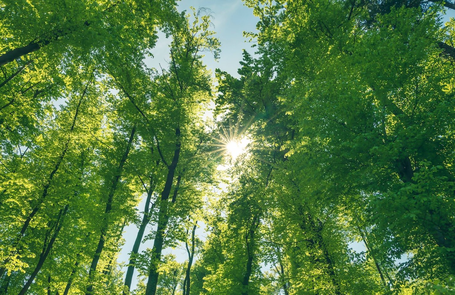 Big Tech’s AI environmental claims blasted as greenwashing