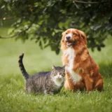 Luna Pet healthcare