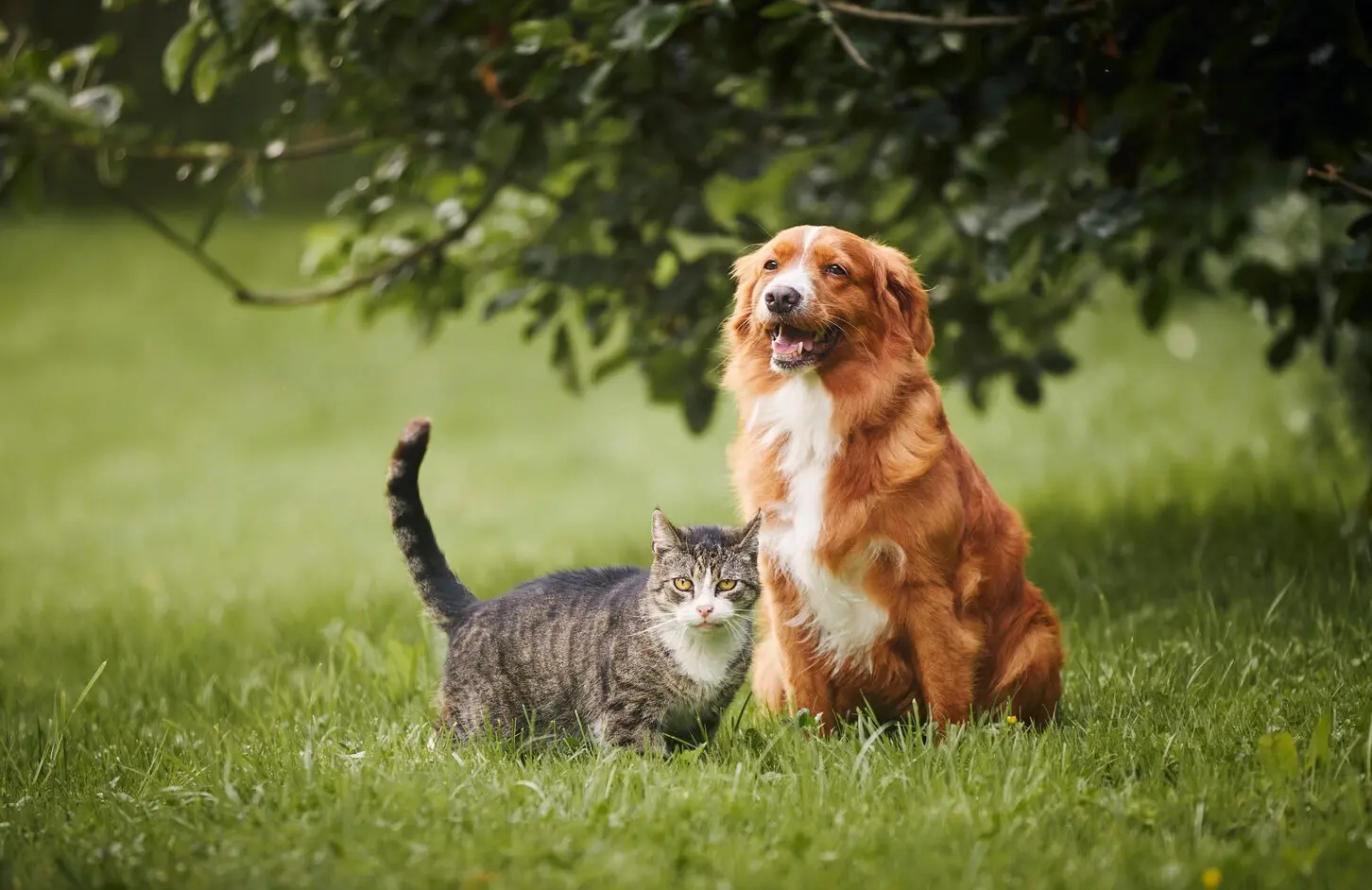 Luna Pet Healthcare secures £700k to improve pet dental care